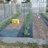 エンドウの現状