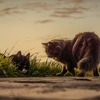 猫を保護したいと思ったら