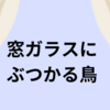 窓ガラスにぶつかる鳥