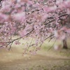 ライカで桜