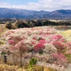 いなべ市農業公園　梅まつり