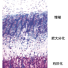 軟骨内骨化（軟骨細胞・破骨細胞・骨芽細胞の働き）