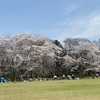 お花見