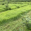 草との終わりなき戦い🌿