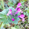 (253) Lamium amplexicaule