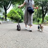 ワンちゃんと行けるレストラン（其の四）:DOG CAFE Docca、航空記念公園、豊洲ららぽーと