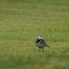 タイリクハクセキレイ(Pied Wagtail)