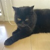 お盆休みに走った距離