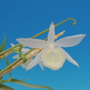 Dendrobium aphyllum f. album 'Onoda' CHM/JOGA