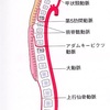 アダムキュービッツ動脈とは