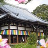 コスモス寺「般若寺」10/24更新｜2024年開花状況、見頃の時期、見どころ、アクセス、駐車場、花手水、グラスキューブ、写真（奈良県奈良市）