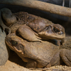 オオヒキガエル Rhinella maria