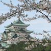 名古屋城の「桜まつり」で桜を堪能してきました！
