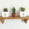 ワクワク学校グッズミニ栽培キットの箱にダイソーのミニサボテン