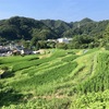 三浦半島に残る日本の原風景 上山口の棚田（葉山町）