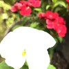 人生のバイブルと崇めて アニメ【天官賜福】＜その２＞