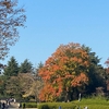 昭和記念公園の紅葉その2