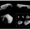 ザ・サンダーボルツ勝手連  ［Asteroids That Should Not Be  あるべきではない小惑星達］