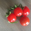 夏のオススメ野菜 トマト