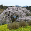 福島桜紀行