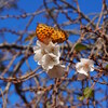 続十月桜「大乗寺丘陵公園」（速報）