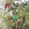 マキエゴシキインコ(Australian Ringneck)