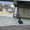 瀬田川の水鳥。