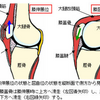 膝のお皿の動きを大切にしよう！