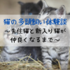 猫の多頭飼い体験談～先住猫と新入り猫が仲良くなるまで～