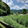 やっぱり、梅雨明け！？