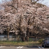 桜咲く