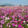 【京都】亀岡、『夢コスモス園』に行ってきました。 女子旅 花風景