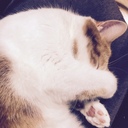 ねころぶ