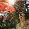 秋いろの里山さんぽ🐾