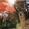 秋いろの里山さんぽ🐾