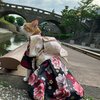 【旅行記】　あずきちゃんがいっぱい37