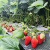 完熟いちご🍓狩り情報5月11日(土)開園日です‼️❣️💕☀️🧚‍♀️