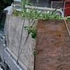 植木屋さんの助手やりましたの件