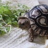 プラスチックの植木鉢をシェルター代わりに 南国の隅っこ 旧 プラスチックの植木鉢をシェルター代わりに 南国の隅っこ 旧