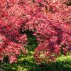 小石川後楽園『深山紅葉を楽しむ』④