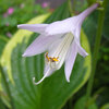 ギボウシ（擬宝珠）の花が咲きました【札幌っ子の暮らし情報】