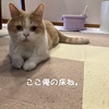 雨田甘夏、専門です。【猫と我が家と残り香事情】