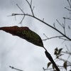 木は塩害にも負けず、もう来年の準備をしています。