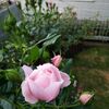 開花しました　ラリッサバルコニア
