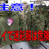 知らないと厄介なタイの軍服法！最悪は懲役刑・・