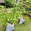 【家庭菜園】ミニトマトの袋栽培に初挑戦！コスパ◎で初心者にもおすすめ♪