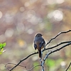 2022.1.13　河川敷　いつもの野鳥を......9選