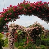 6月の薔薇（モーツァルトが咲いています・・・）