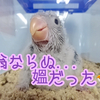 オキナインコと出会い系②