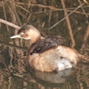 鳥撮日記　そろそろ定点観測は潮時でしょうか＠おおね公園